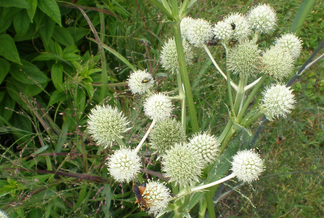 Rattlesnake Master Pollinator Information