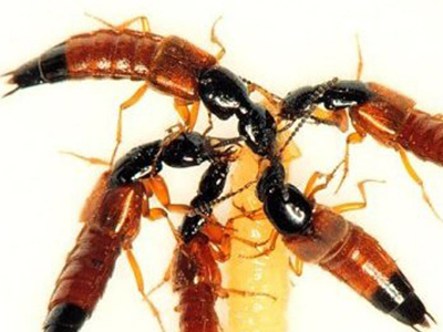 Ziyaziio Cara Mengatasi Racun Serangga Tomcat