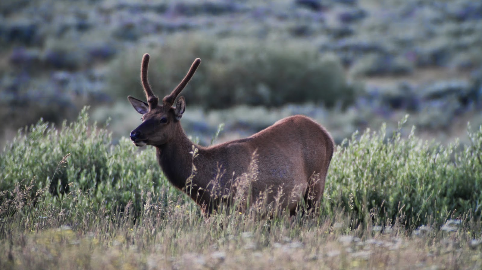 Jackson+Hole+Wyoming+Elk+Photos+in+near+Teton+National+Park+with+Jay+Scott+Outdoors+3.JPG