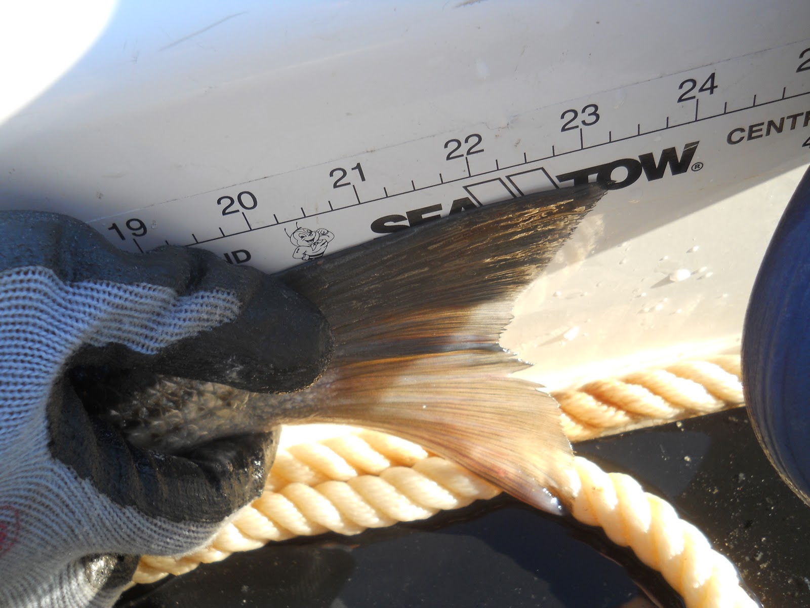 Fishing Report James River Stripers! Tidal Fish Forum