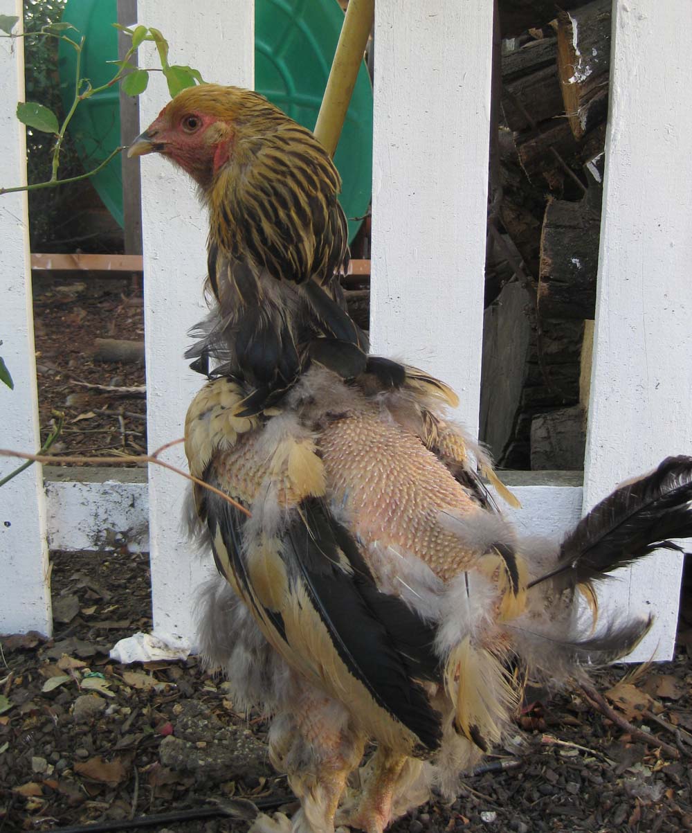 The General Farmer Chicken Molt
