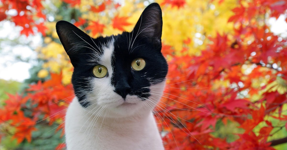 HD katten wallpapers en foto&#039;s | Mooie Leuke Achtergronden Voor Je