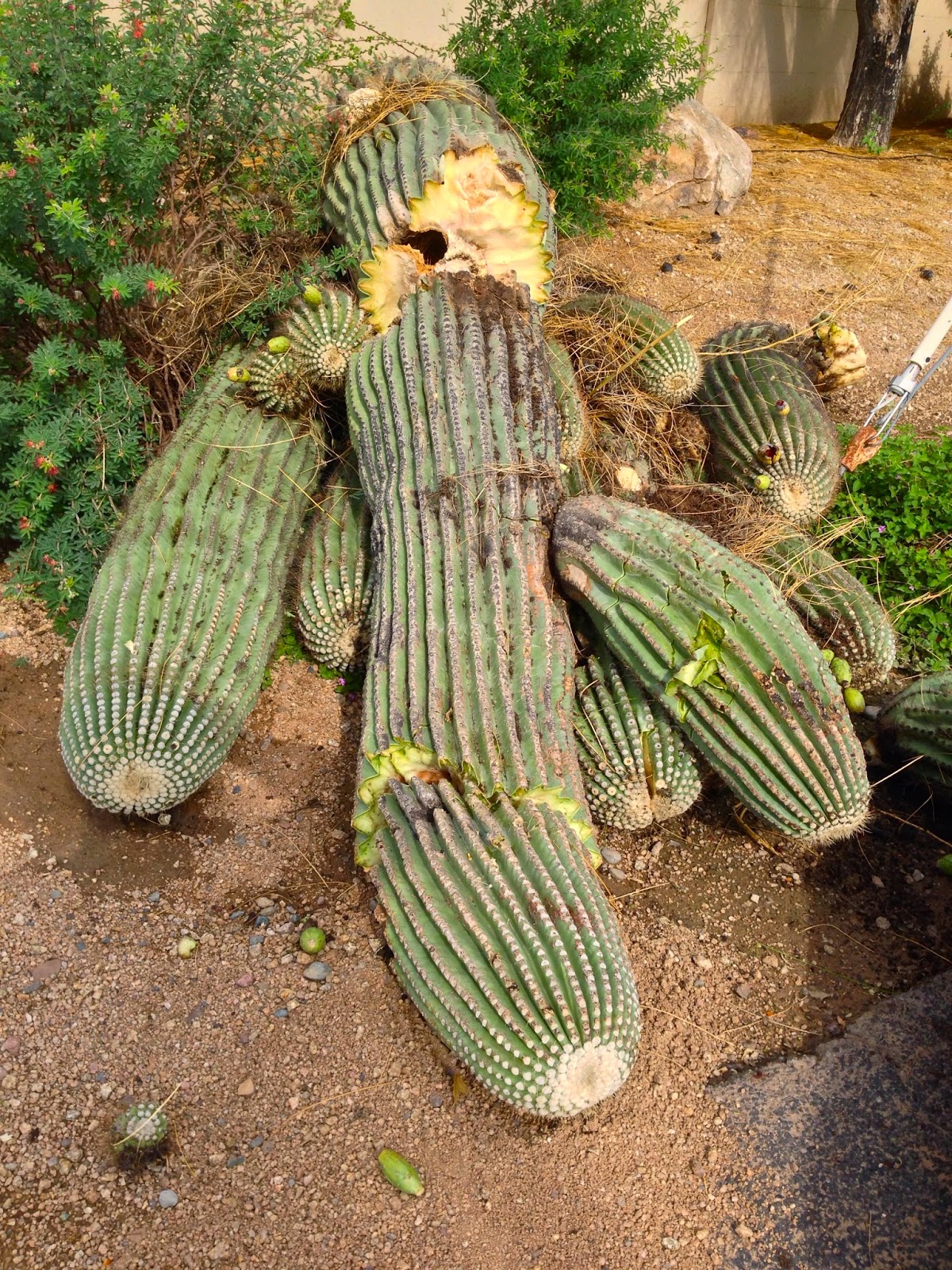 Scottsdale Daily Photo Photo Fallen Saguaro Cactus