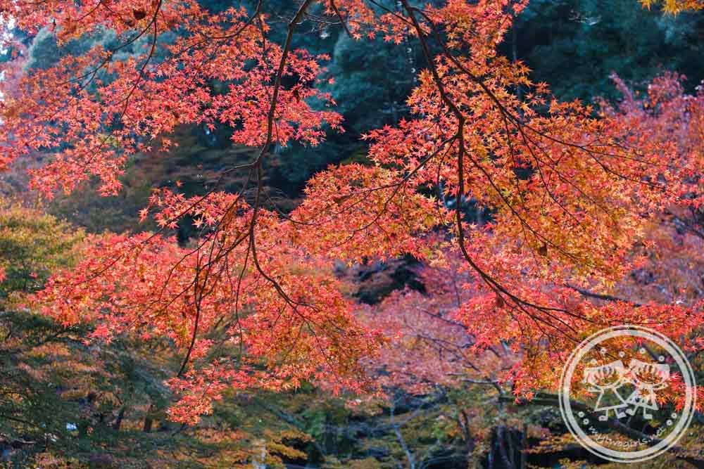 Takao Autumn Leaves