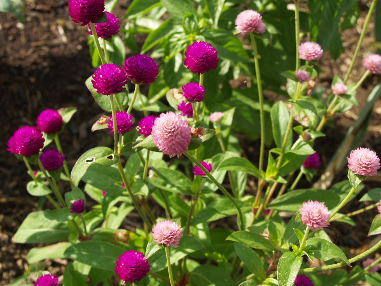 Florez Nursery Globe Amaranth,Gomphrena globosa