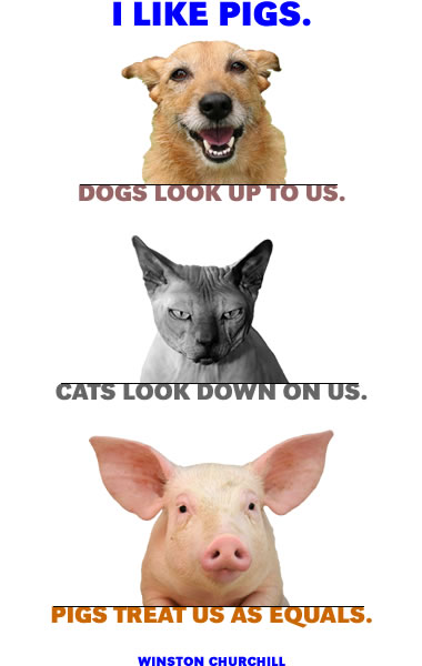 Funny Image Collection Very Funny Jokes Dog Quotes Baby