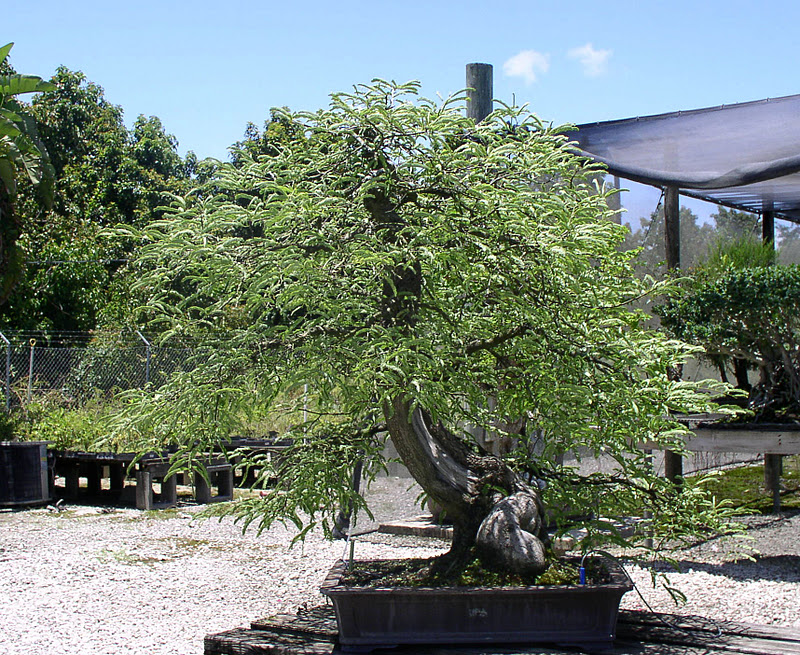 Florida Flowers And Gardens The Bonsai Garden At Miami Tropical Florida Flowers And Gardens The Bonsai Garden At Miami Tropical Nursery