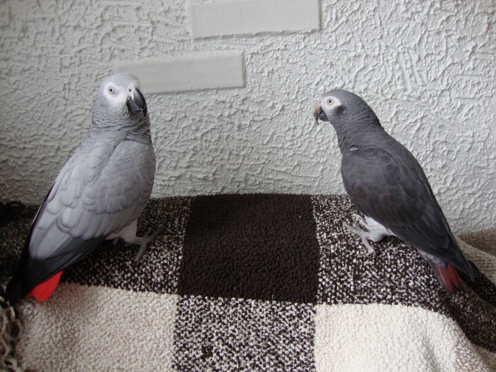 The Adventures of Cody and Cash: Introduction to the Grey Parrot