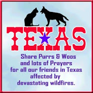 Purrs for Texas