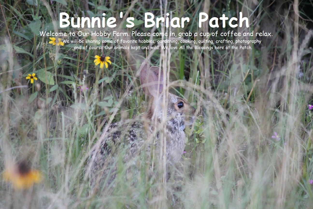 Bunnie's Briar Patch