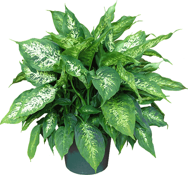 House Plants Care and Guides Dieffenbachia Care (Dumb Cane Care)