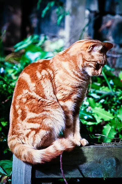 Picture of Ginger Cat Ginger Cat