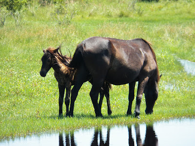 Watching a wild mare and foal graze in a marsh