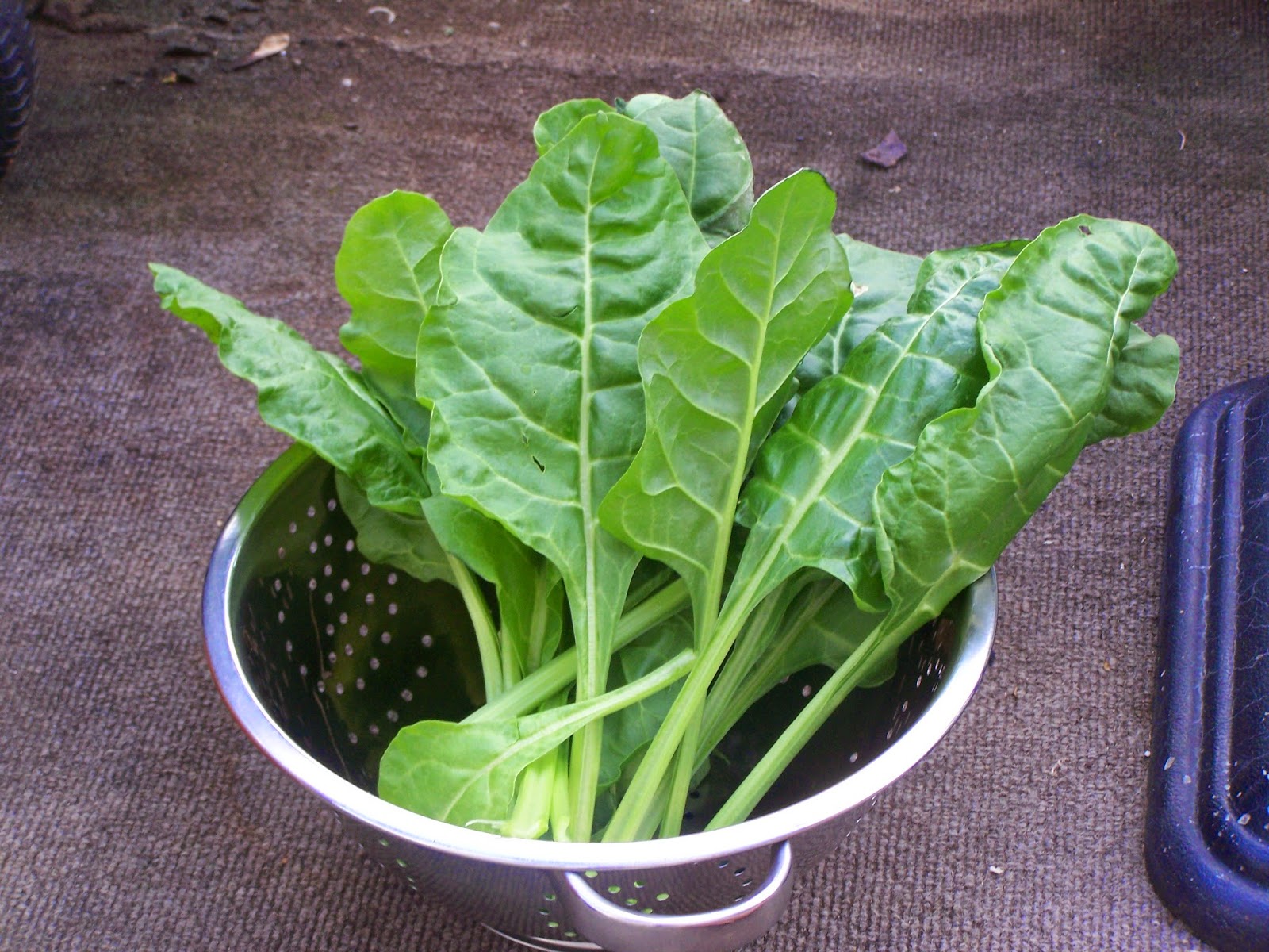 Captive Roots Perpetual Spinach