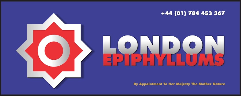 London Epiphyllums