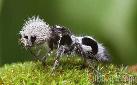 Panda Ant Hewan Teraneh Di Dunia
