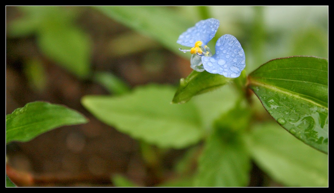 Bom Dia, Mozambique! 15. National Geographic