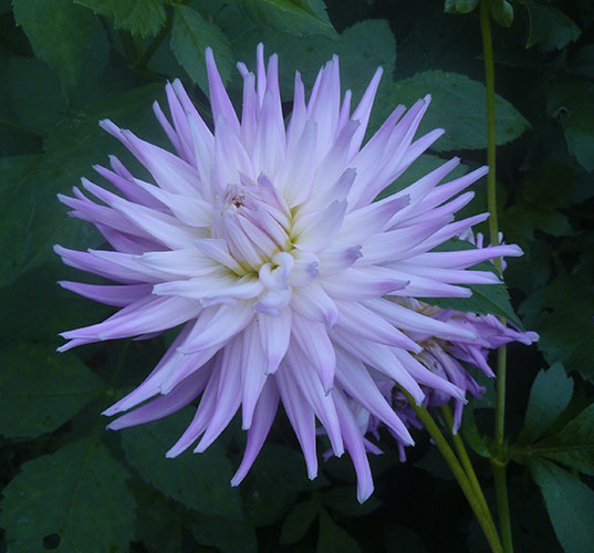 Clear Creek Dahlias Dahlia Gallery