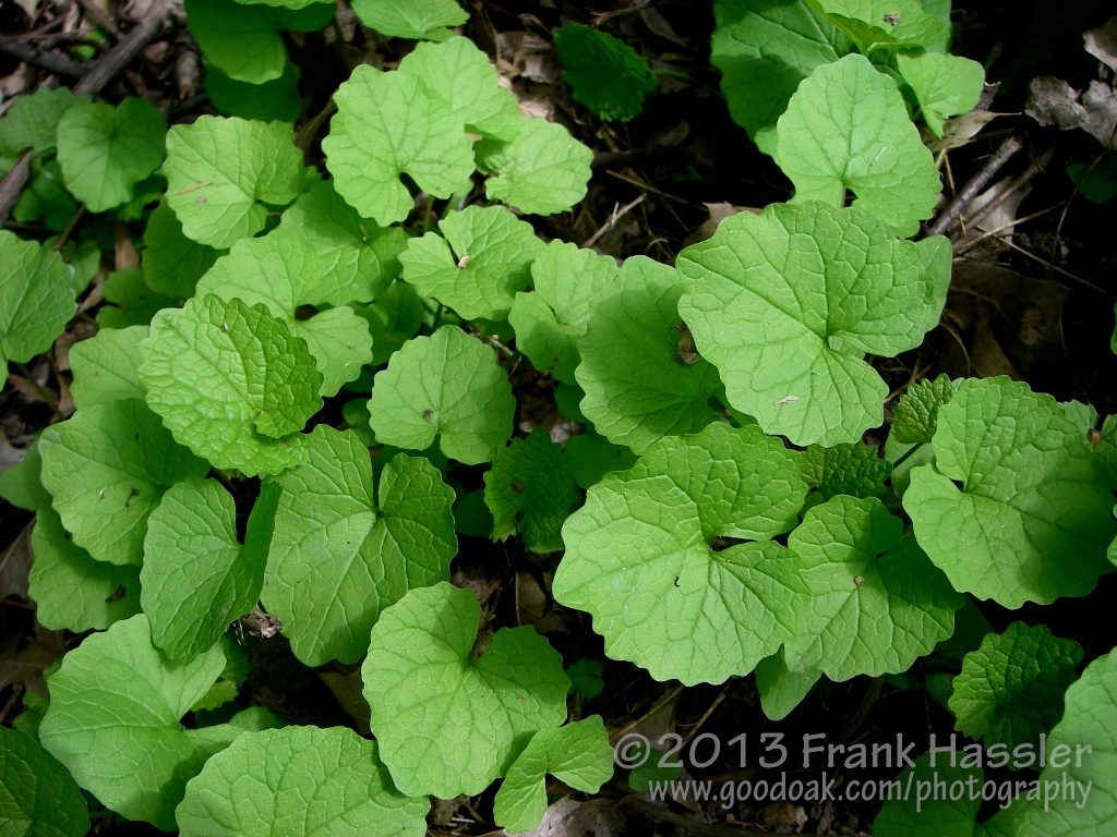 Good Oak News Eradicating Garlic Mustard Requires A Holistic Approach