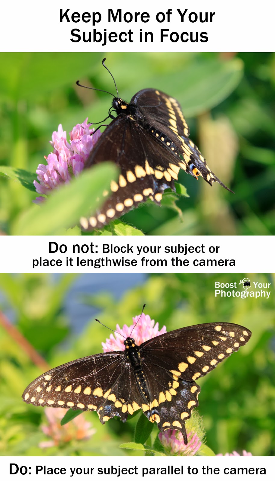 Compose to Keep Your Subject in Focus | Boost Your Photography