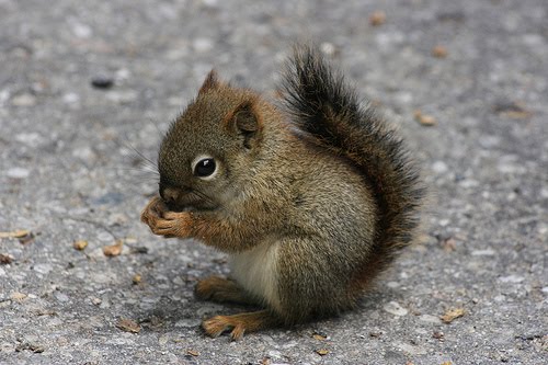 squirrel smoking weed