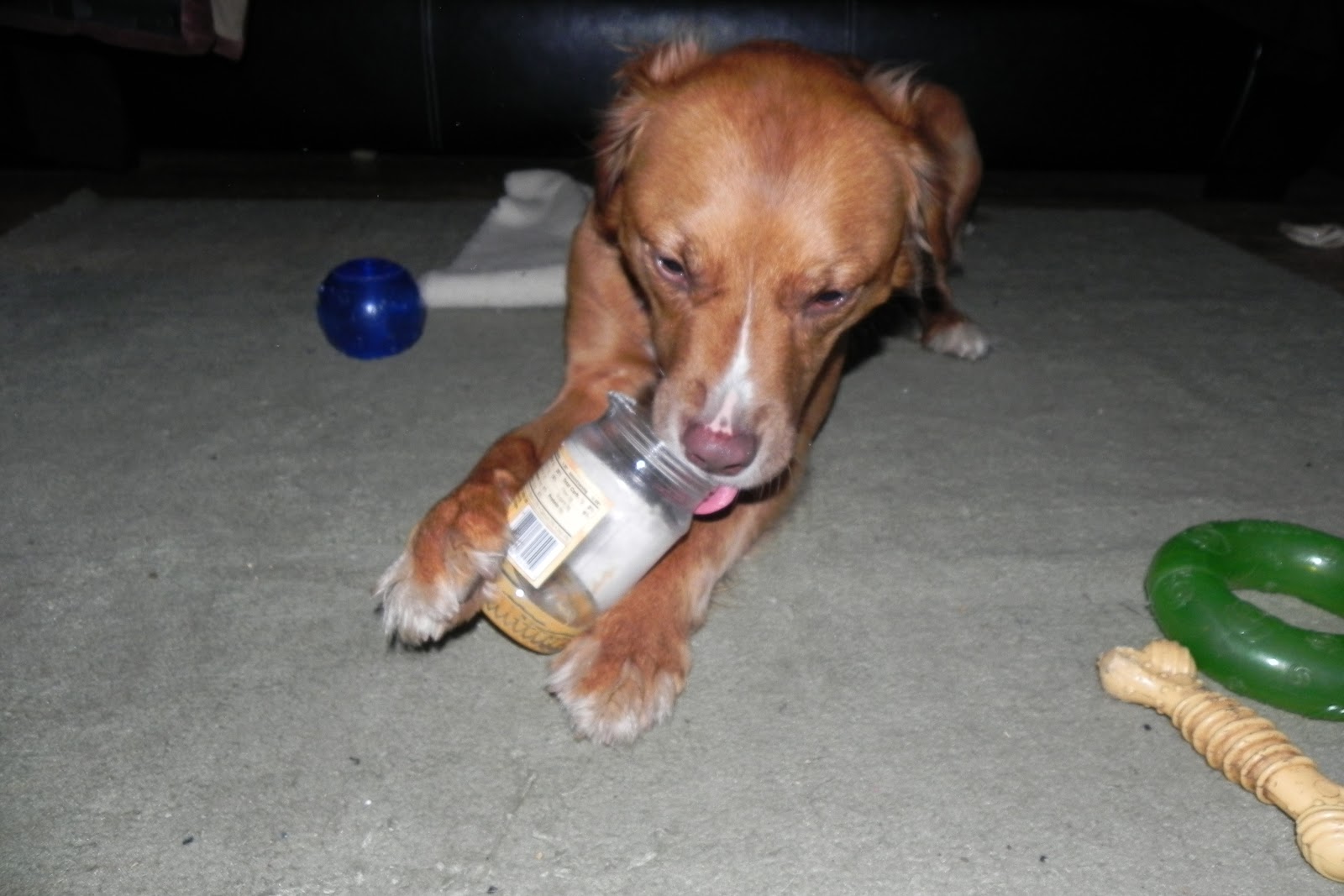 It's A Dog's Life Emtpy Peanut Butter Jar Day (pictures)