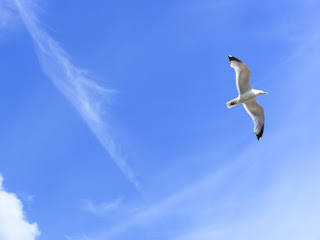 http://4.bp.blogspot.com/-qBnWq2HLIGc/TVS8S4SW_UI/AAAAAAAAADk/CIZpL4a6zZg/s320/nature-bird-flying-sky-blue.jpeg
