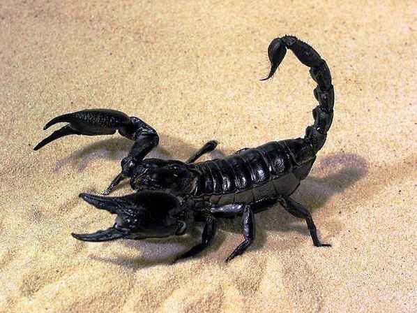 Животные, которые убивают людей