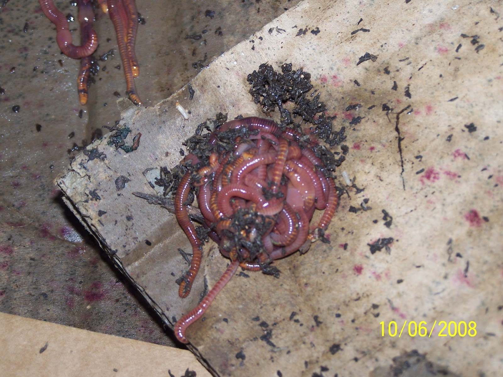 Edible Garden Journal Permaculture Vermiculture