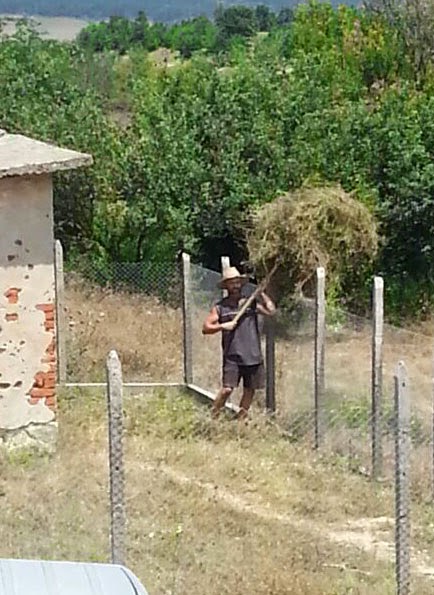 Throwing the cut grass to dry Throwing the cut grass to dry