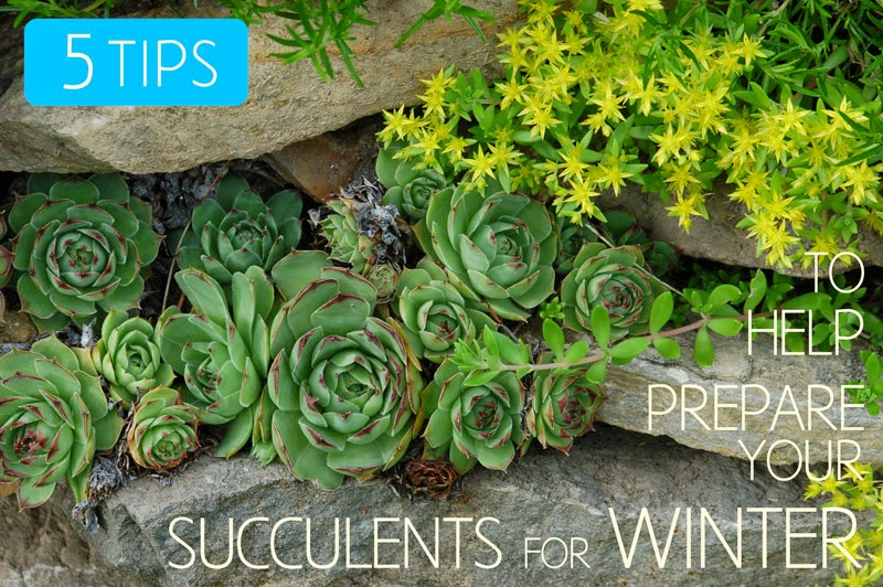 top 28 preparing soil for succulent garden tips for growing succulents outdoors world of top 28 preparing soil for succulent garden tips for growing succulents outdoors world of