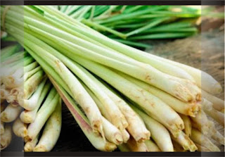 Daun Serai