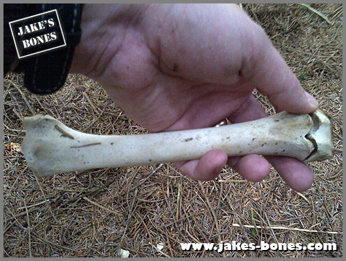 Deer+Femur+Bone This is the left femur (top back leg bone) where both ends were loose: