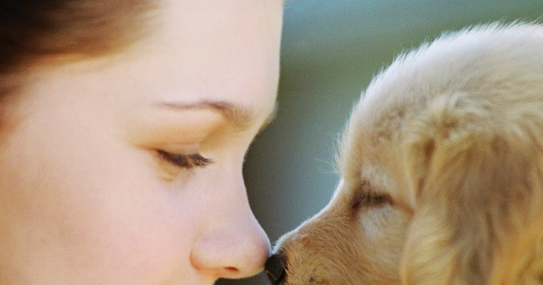 Comment Se Débarrasser Des Puces Sur Un Chien Naturellement comment se d 233 barrasser des puces de chat comment se d Comment Se Débarrasser Des Puces Sur Un Chien Naturellement comment se d 233 barrasser des puces de chat comment se d