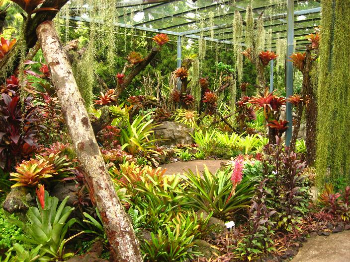 Bromeliad Garden
