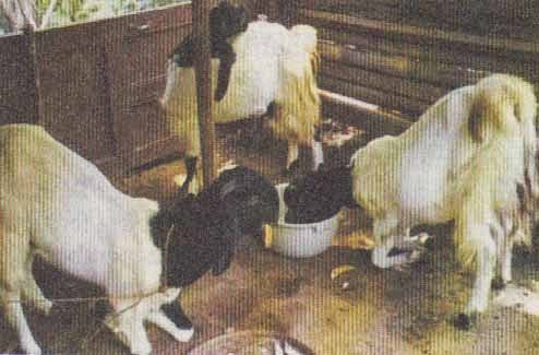 Keuntungan dan Kendala Beternak Kambing Keuntungan dan Kendala Beternak Kambing