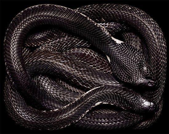 Amazing Colorful Snakes Most Beautiful Venomous Snakes of the World black cobra Amazing Colorful Snakes Most Beautiful Venomous Snakes of the World