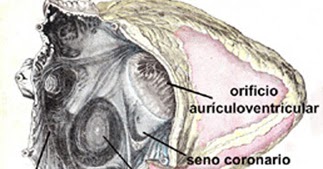 auricula derecha anatomia