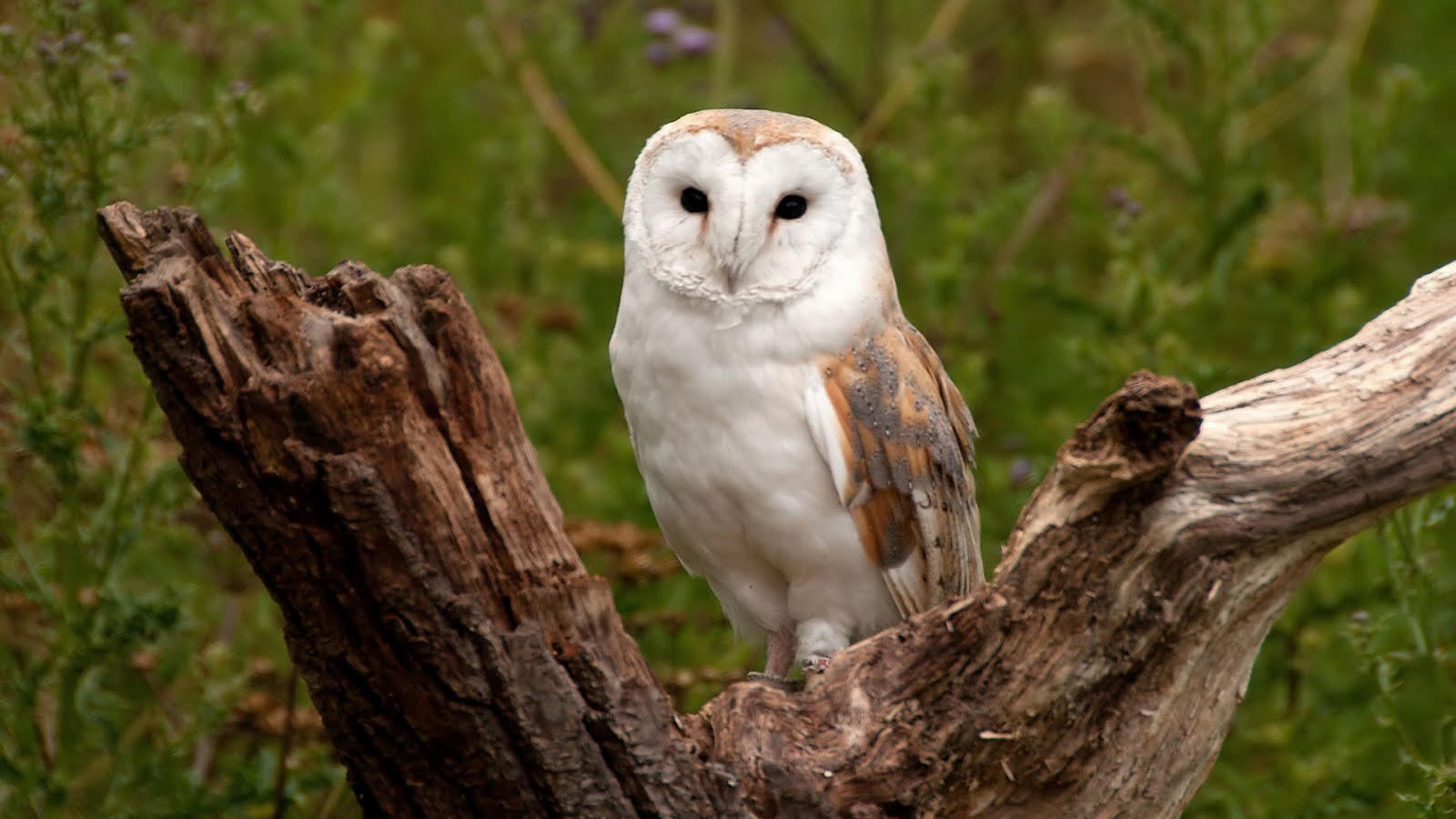Barn Owl Rwd Free Wallpapers Desktop Barn Owl Hd Wallpapers High Definition Free Background