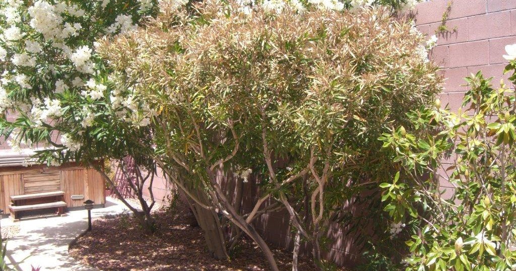 oleander leaf scorch