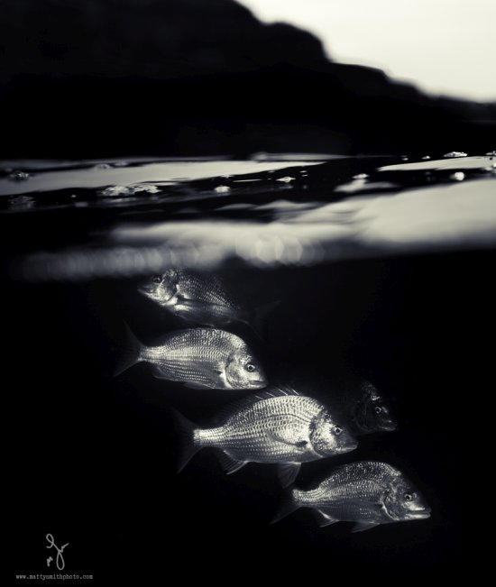 As lindas fotografias da natureza tiradas na linha da água de oceanos de Matty Smith Matty Smith fotografia natureza na linha d'água over-under vida marinha luz