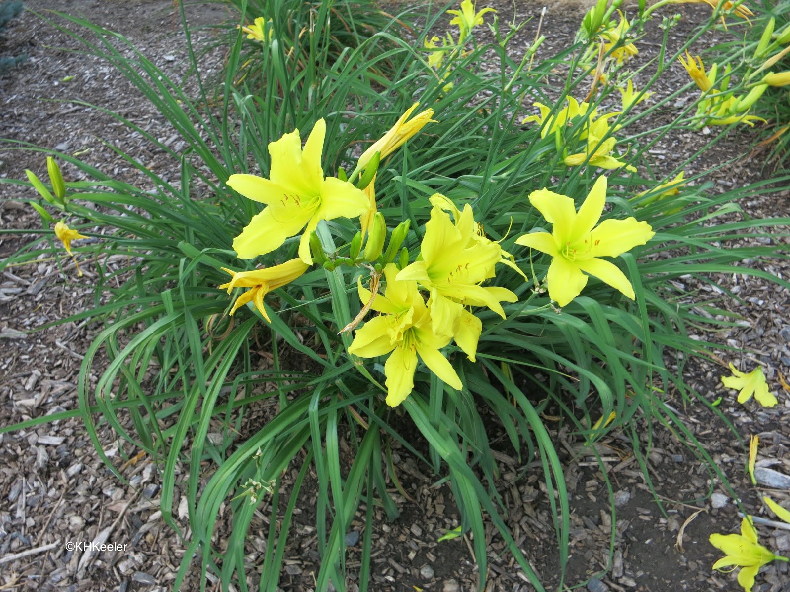 A Wandering Botanist Plant StoryDaylilies, From Asia, Beautiful and