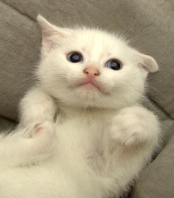 Günün Kedisi İki Aylık Kar Tanesinin Gelişimi