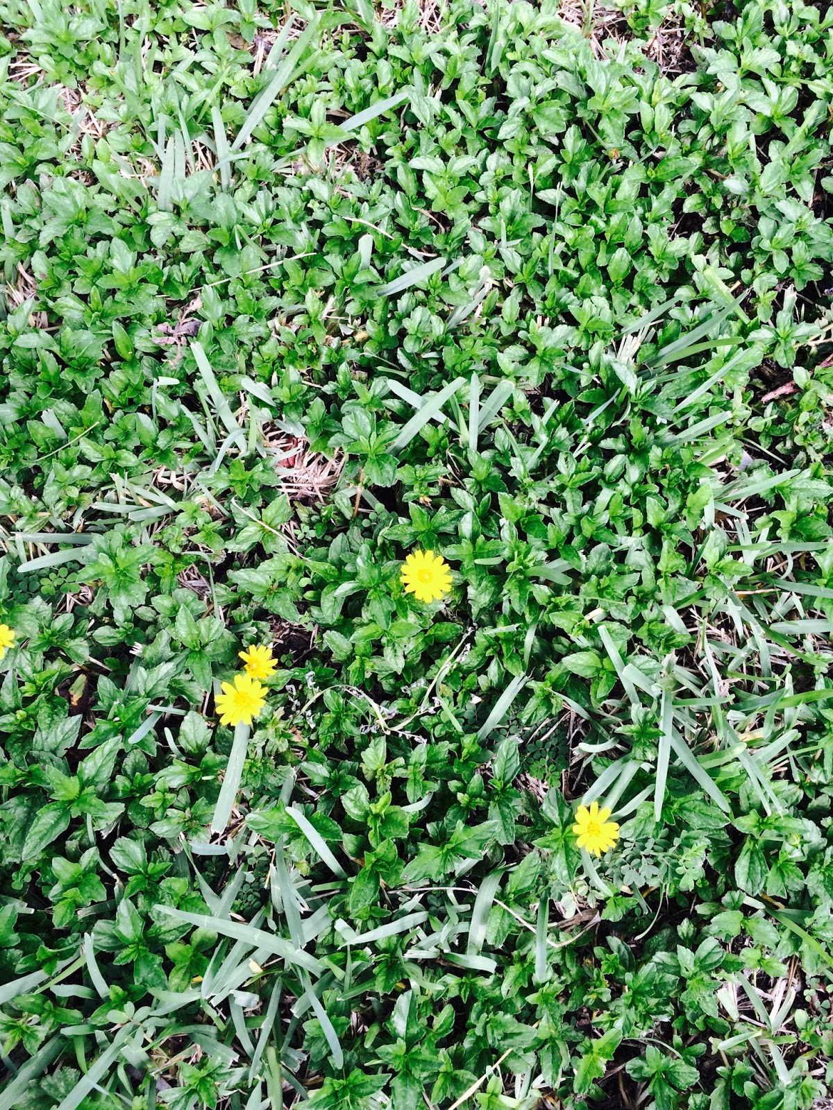 Lessons from the Garden - Plant or Weed?