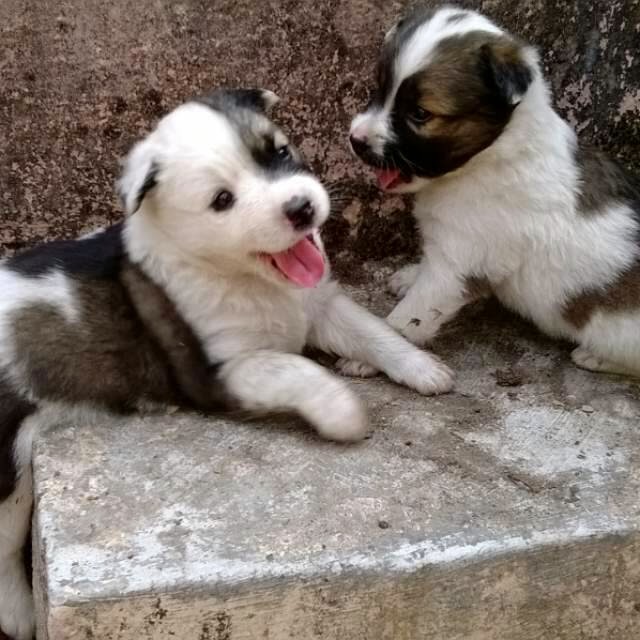 Adopt an Indian Stray dog/cat and bring home joy and happiness: Cute