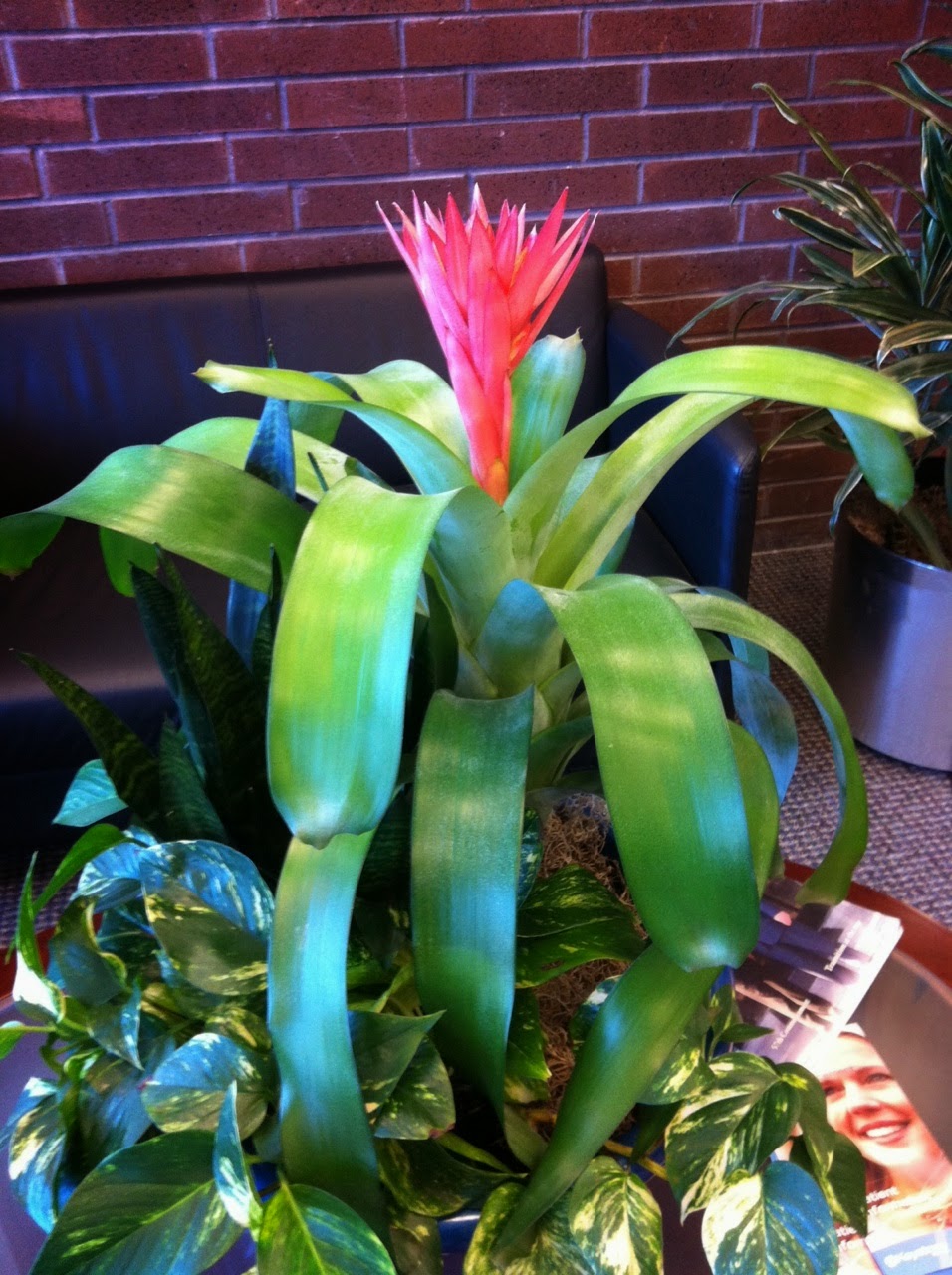 plant care and maintenance; office plant care;