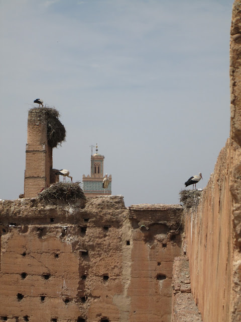 Palais el-Badi's White Ciconia cinconia Storks