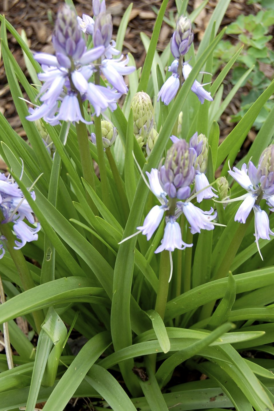 Plant Inventory Scilla / Wood Hyacinth