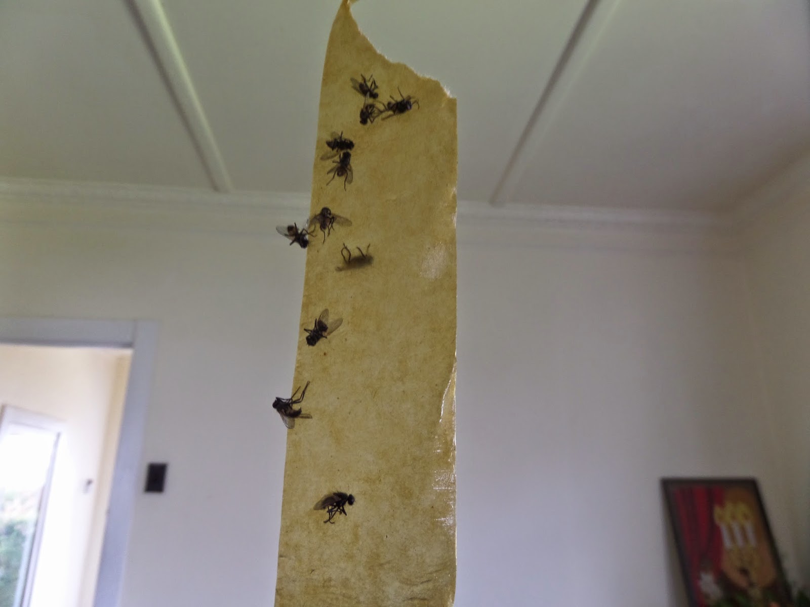 my thoughts and photos Flies and fly strips.