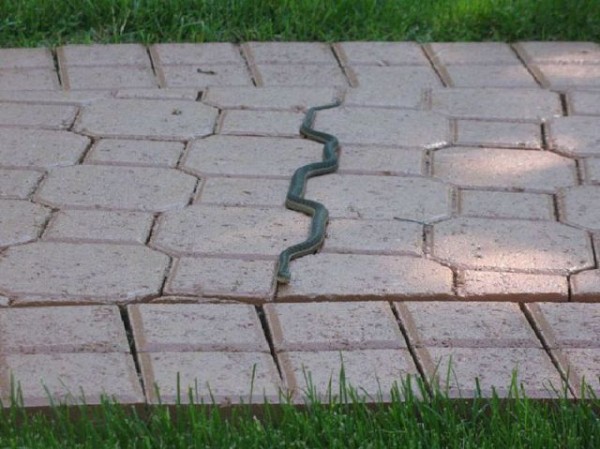 A cobra com TOC A cobra com TOC